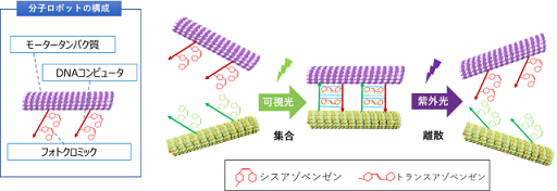 図2　分子ロボットの構成と集合・離散の仕組み