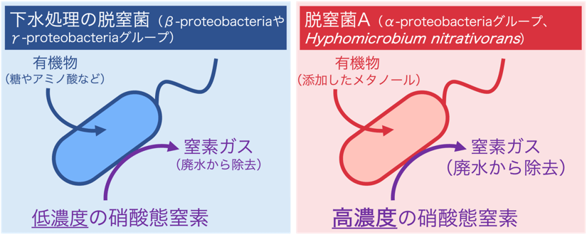 図1 脱窒菌による硝酸態窒素除去のメカニズム