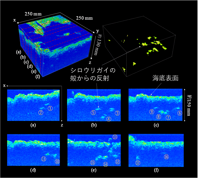 図6　3次元の音響画像（上）とその断面図（下）<br>光学カメラからは確認できない、シロウリガイの殻の分布の様子が明確に確認できる。<br>丸囲み数字は個別のシロウリガイ個体を示す。