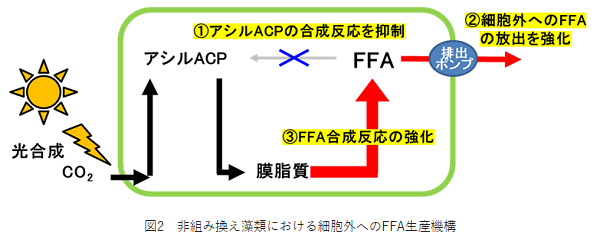 図2　非組み換え藻類における細胞外へのFFA生産機構