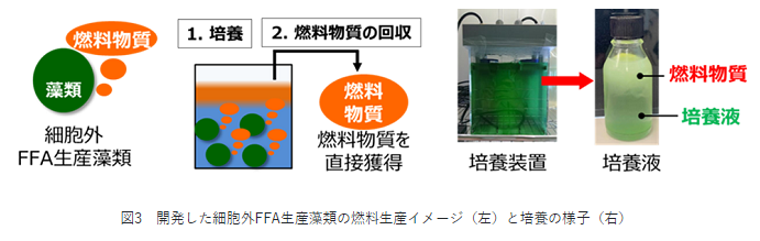 図3　開発した細胞外FFA生産藻類の燃料生産イメージ（左）と培養の様子（右）